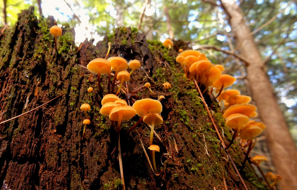 Good morning! The rain finally brought us some #mushrooms! Say hello to Pinwood Gingertail, Xeromphalina campanella. #Mushroomtwitter #NaturePhotography