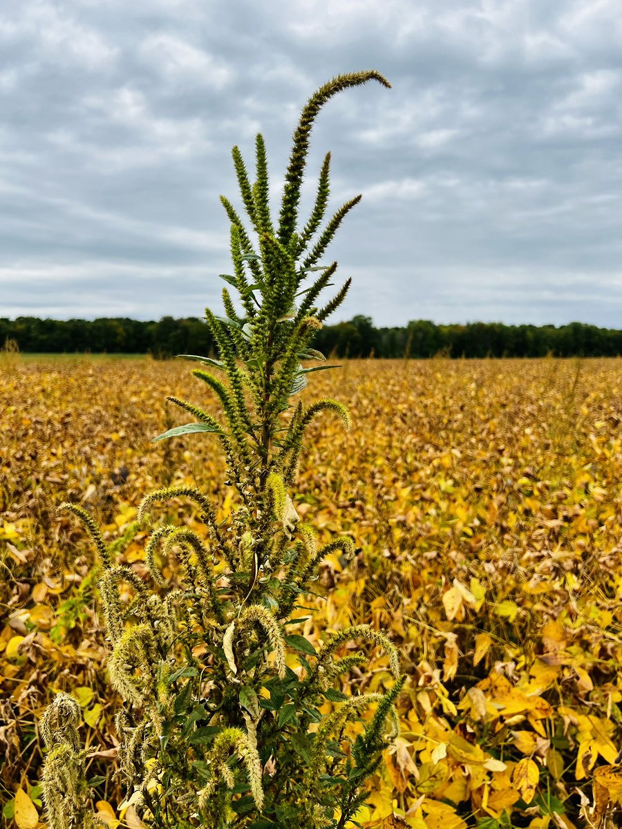 🇨🇦🇺🇸 Lynn Sosnoskie 🇺🇸🇨🇦 tweet media