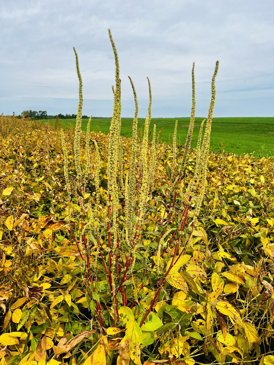 🇨🇦🇺🇸 Lynn Sosnoskie 🇺🇸🇨🇦 tweet media