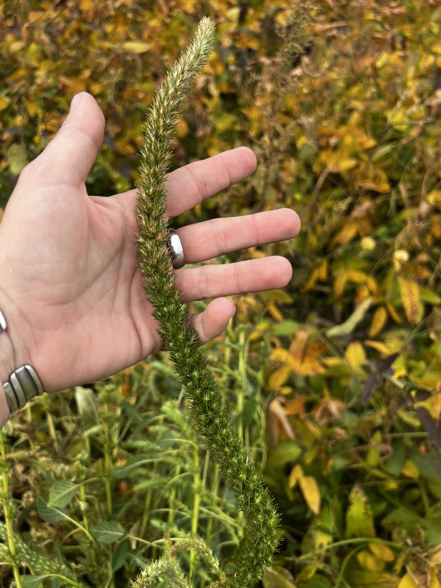 🇨🇦🇺🇸 Lynn Sosnoskie 🇺🇸🇨🇦 tweet media