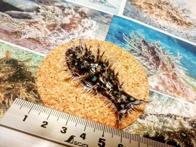 #あなたが作った宝石を見せて 海の宝石(ウミウシ)※紙で造形後に樹脂加工した作品です 