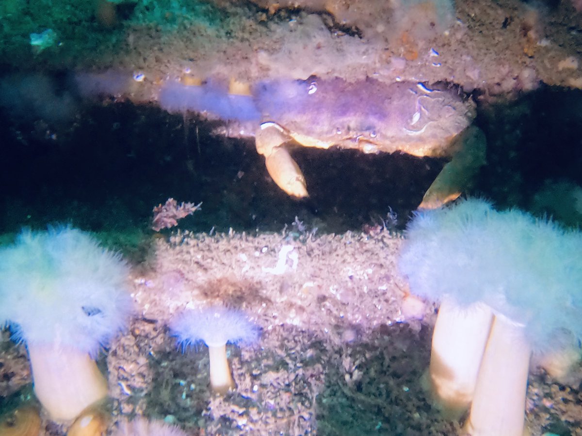 timehughes's tweet photo. Excellent diving @scubadivewest @PADI #Galway #TGSAC in Ireland @BSACdivers @GoProUK @SCUBANews #scuba #diving #underwaterphotography https://t.co/36mtN1Aj8B