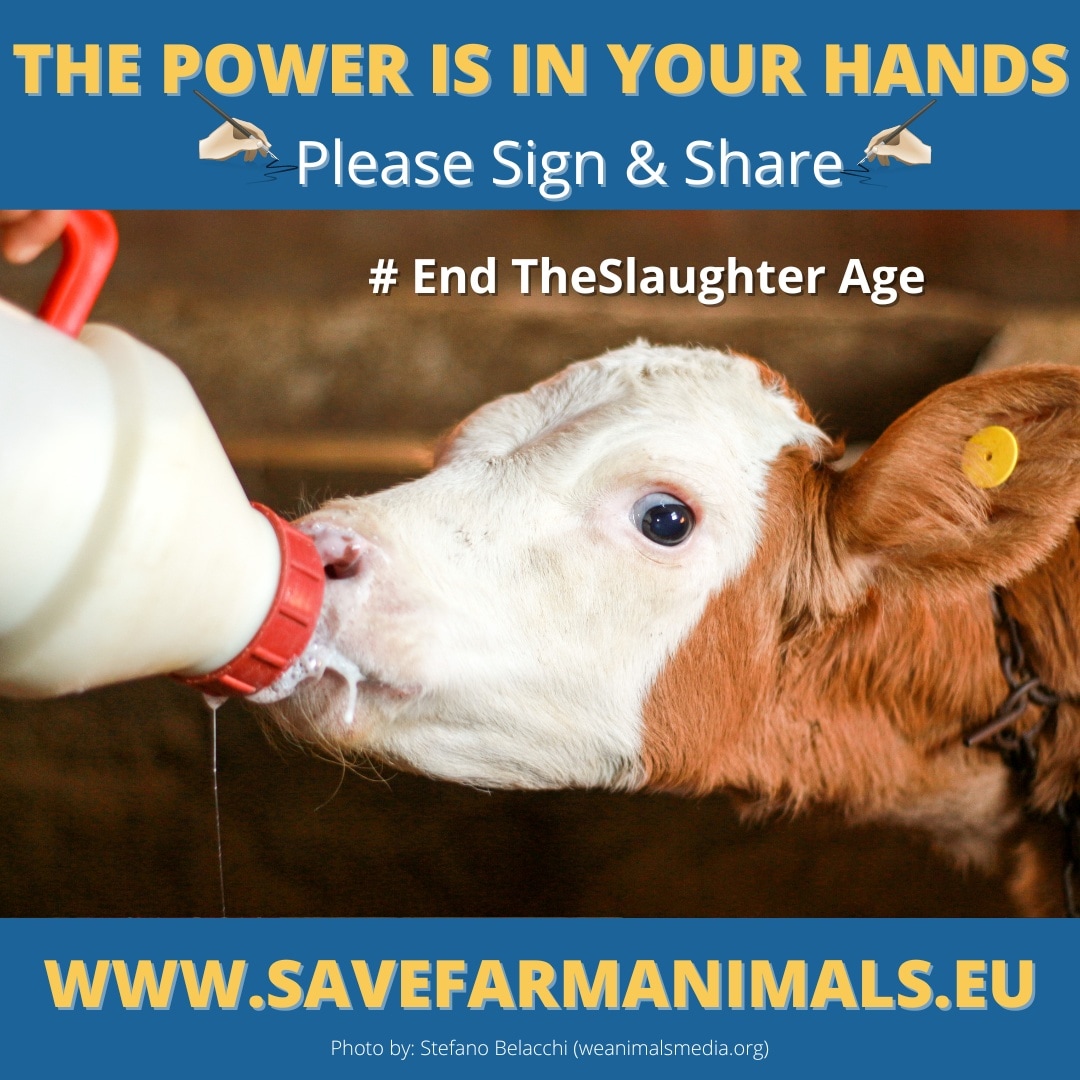 ETSA_Ireland's tweet photo. #DefundMeat #DefundDairy #endtheslaughterage
END SLAUGHTER OF FARMED ANIMALS Ask the European Commission to subsidise Ecological Alternatives to Livestock farming 🙏Sign the 'End the Slaughter Age' European Citizens Initiative at:
https://t.co/MRohbrJzay
Or
@ Link in the Bio🙏 https://t.co/Rx8WijgyvN