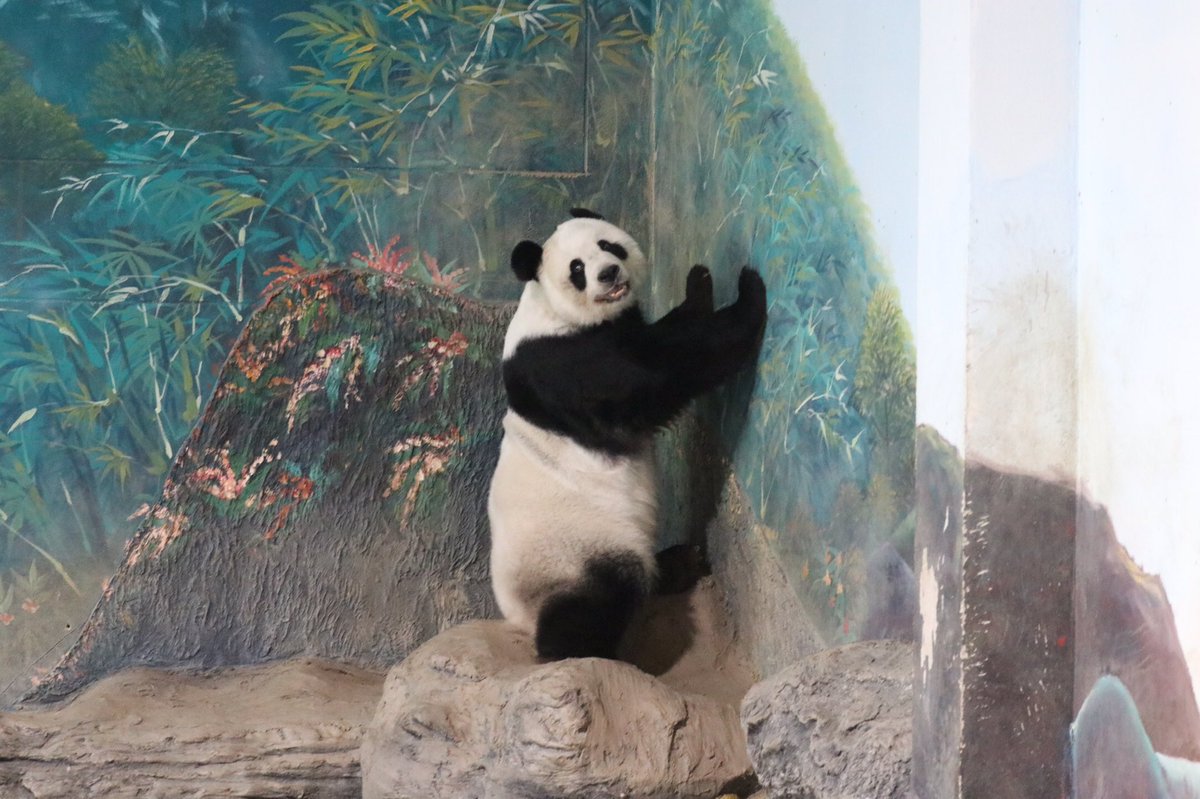 dizzizzmee's tweet photo. Please Send Lin Hui back to China https://t.co/Ier6UxbLHl
