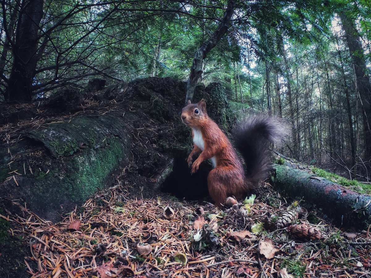 Beautiful wee red scamp by ‘The Hole’ a cache of nuts the cuties use. Pic taken 12:21 on my @GoProUK this morning as I film scenes for ‘Cumbrian Red’🐿🎥 #lakedistrict #getoutside #wildlife #redsquirrel @OSleisure @SquirrelAccord @katemacrae @CumbriaMagazine @eden_reds