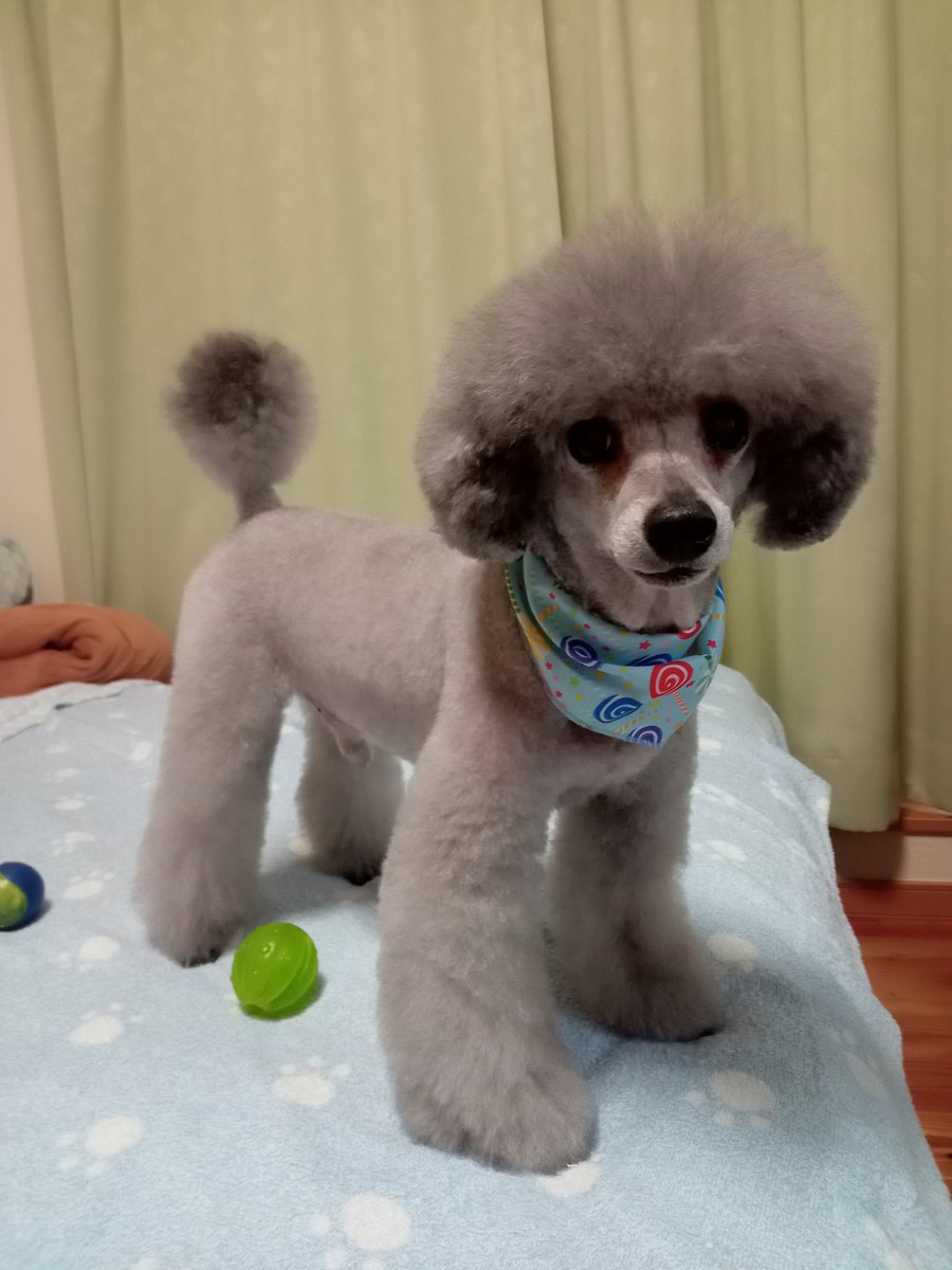 dackone5300's tweet photo. トリミング行って来たよ🐶🎵

#トリミング
#顔バリ
#顔バリプードル
＃犬好き
＃犬好きさんと繋がりたい
#犬のいる暮らし 
#犬のいる生活
#トイプードル　
#トイプードルシルバー
#トイプードルシルバーチビ
#toypoodle
#toypoodlelove https://t.co/DcFS3Xo7li