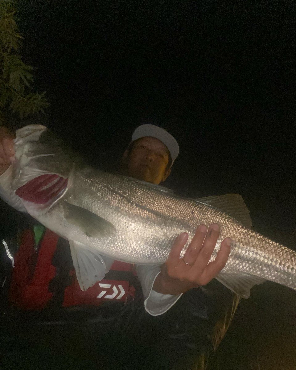 yussan_fishing's tweet photo. 水柱どっぱーん
爆裂‼️
#シーバス
#釣り好きと繋がりたい
#fishman
#RBB
#seadrive
#爆裂 https://t.co/WpYSNQh2ew