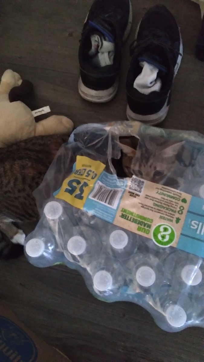 mysterjayy's tweet photo. Cats can be special https://t.co/bWciHqtnHS
