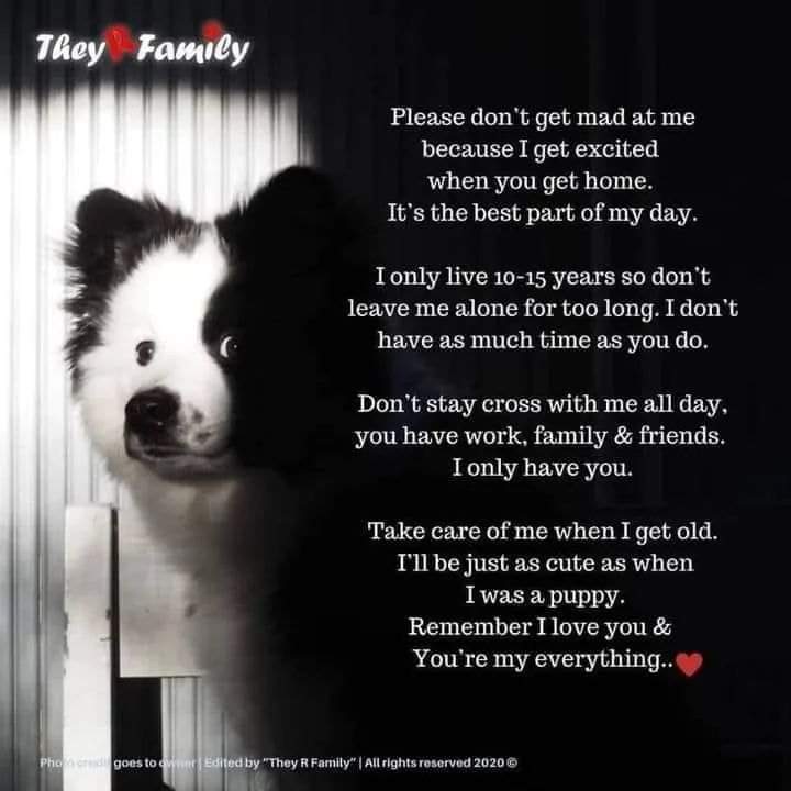 #dogsoftwitter #DogsOnTwitter #dogs 
(CTTO)