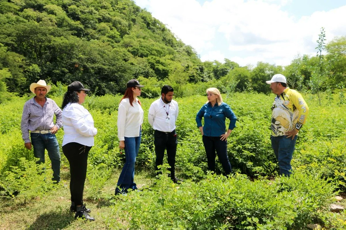 spyasinaloa's tweet photo. Reunión con pescadores que conforman las cooperativas de la Presa "Picachos" para escuchar sus inquietudes y dialogar sobre la posibilidad de crear un Centro Reproductor de Alevines. #TransformandoJuntosPorElBienestarDeSinaloa
#Pesca #SPyA @emyguerra @sindymontoyaarmenta https://t.co/IQu2vvdLSJ