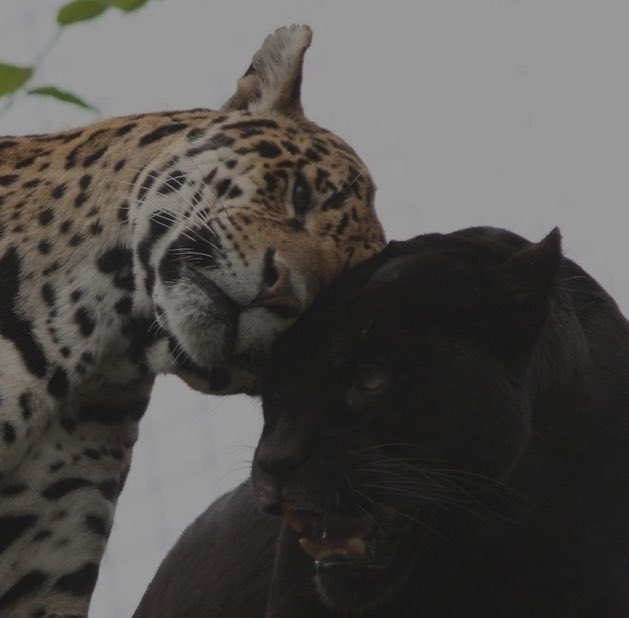 DRIP (@dript3r) on Twitter photo 