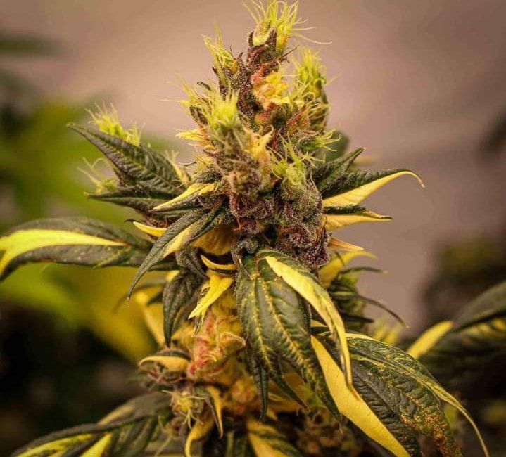 🍁TRINIDAD GOLD SWAG 🍁
📸Terpyz × kalySeeds