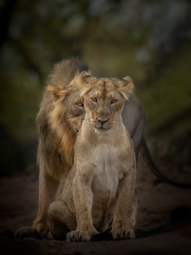 Dr. Brijesh Makadia (@brijessh) on Twitter photo Guardian 🦁
New 1/1 edition on <a href="/foundation/">Foundation 🌐</a> - Live!
🔸Powerful attitude of lioness in the wild. She is mighty as a lion and rules the kingdom!
🔸Reserve 0.3E
🔸Link- foundation.app/@brijesh/panth… Guardian 🦁
New 1/1 edition on <a href="/foundation/">Foundation 🌐</a> - Live!
🔸Powerful attitude of lioness in the wild. She is mighty as a lion and rules the kingdom!
🔸Reserve 0.3E
🔸Link- foundation.app/@brijesh/panth…