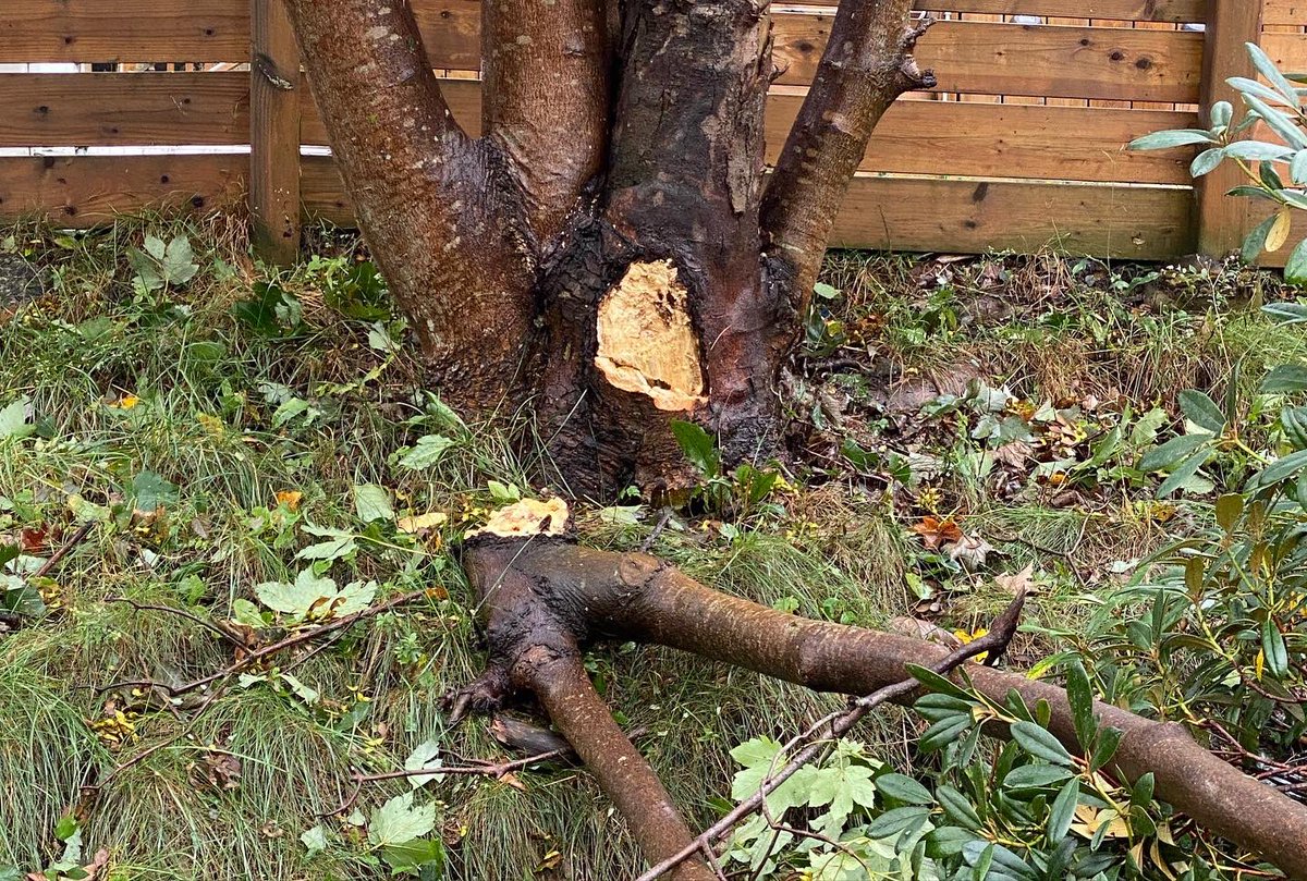 berducky's tweet photo. We’ve made it through #hurricanefiona ok - no power and part of a tree down but we’re safe and the house is unharmed.
#hurricane #hurricanefiona #treedown #madeitthrough #fairview #novascotia https://t.co/Gkj0m930zW