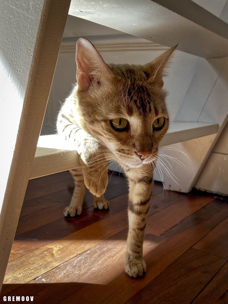 nova_nebula38's tweet photo. Bon week-end les copains, qu'il soit doux et agréable 😽😽❤️❤️ #TheBengalCats #CatOfTwitter #CuteWorld #cutecatcasa #TeamBengal #PrettyPets2020 #catfactsapp #TabbyTroop #ThisIsMyCat https://t.co/BcWGr7a8yi