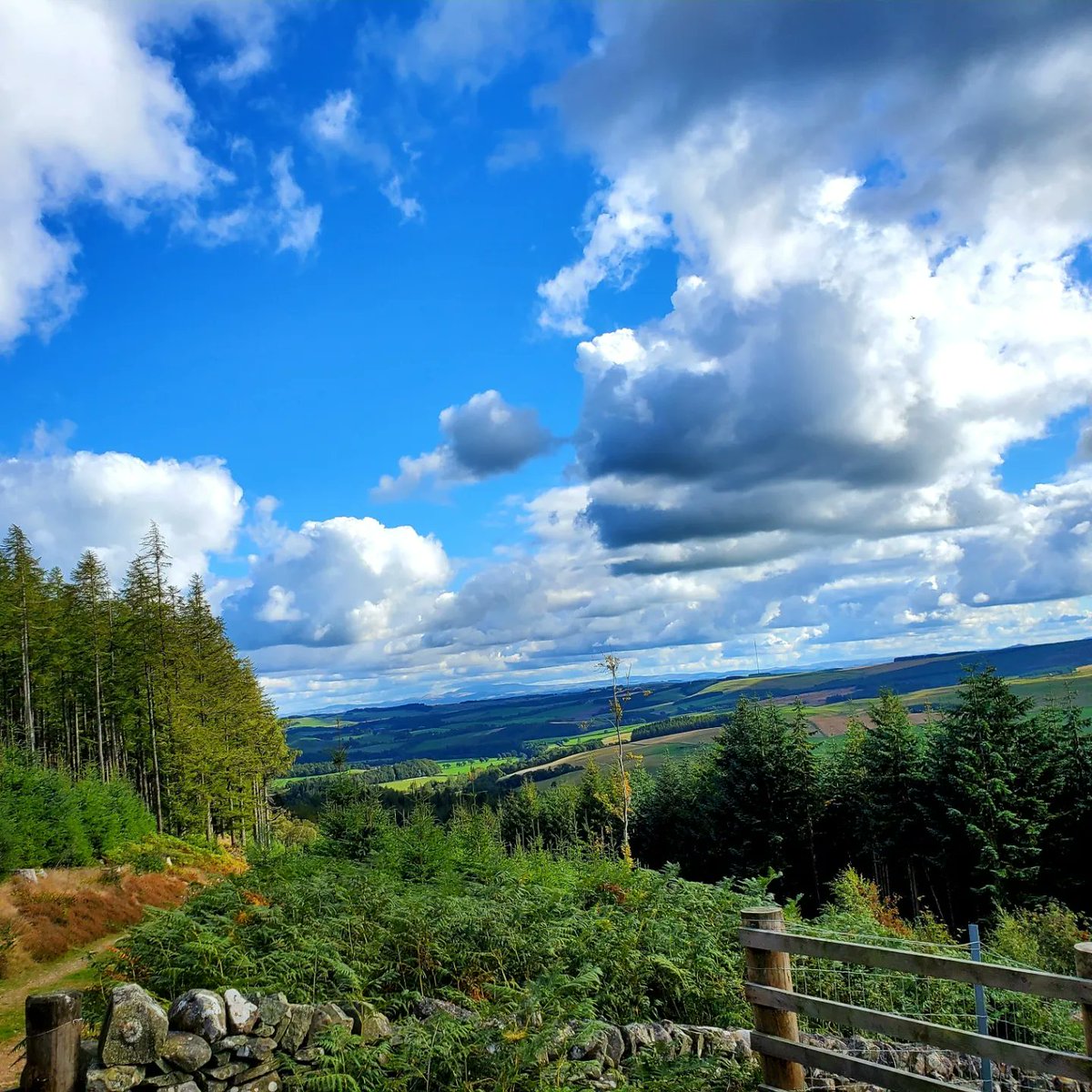blonde_on_bikes's tweet photo. Mountain biking on the #duchessdrive #bowhill #ScottishBorders #mountainbiking https://t.co/VbembAgOJx