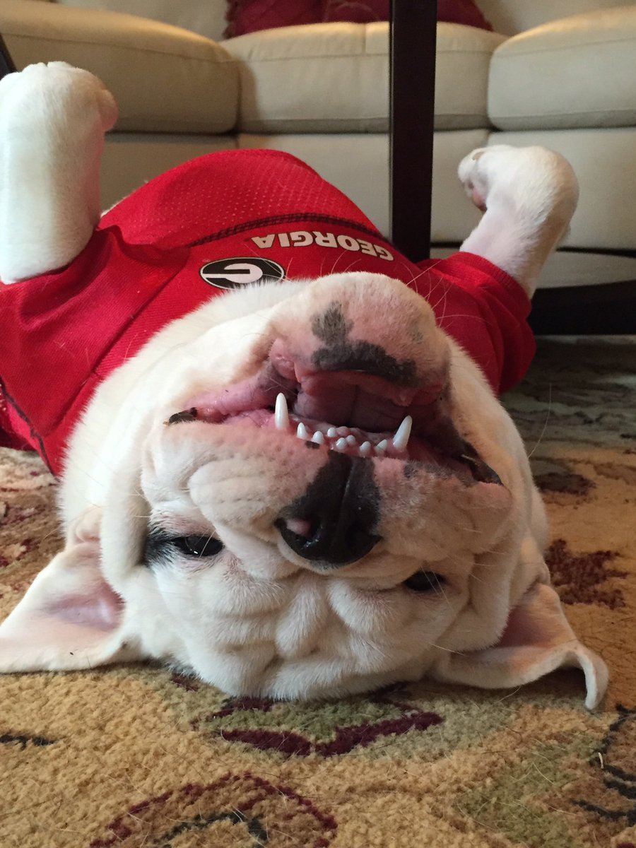 knealy2's tweet photo. #GoDogs https://t.co/lz8hv4aQ2V