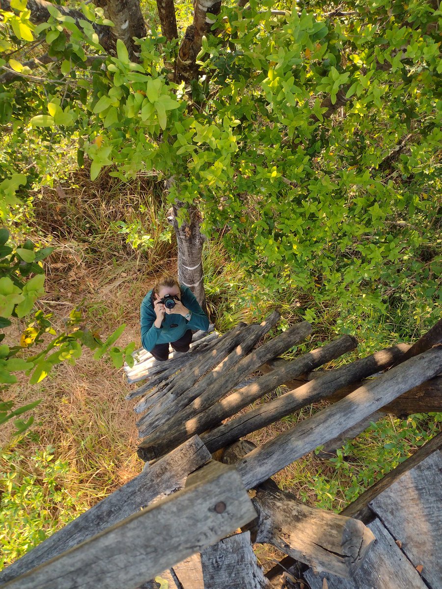 MandyMonkey02's tweet photo. Photos from the hide overlooking the bat forest @KindaCamp @TheKasankaTrust #KasankaNP #Zambia #baboonies #baboonlife w/ scout Banda @AnissaSpeaks & Ruby https://t.co/qghTiP23FX