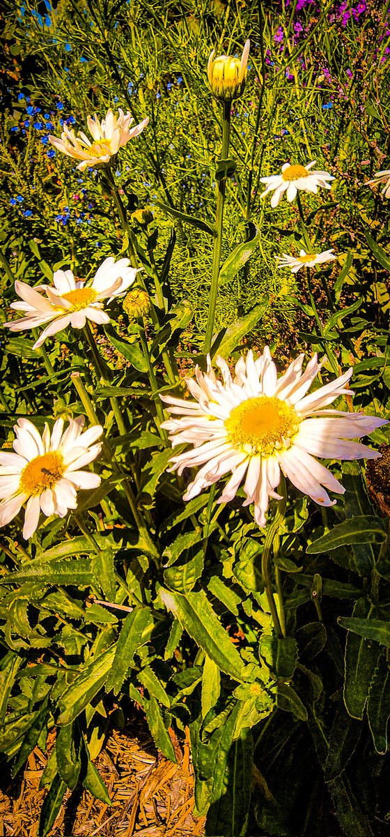 96jazzybear69's tweet photo. Photo: Flowers, Flowers, and more Flowers!
#beautiful #garden #outdoors #flowers #photooftheday #photographer #photography #photographylovers https://t.co/SRGfKDxfZ4