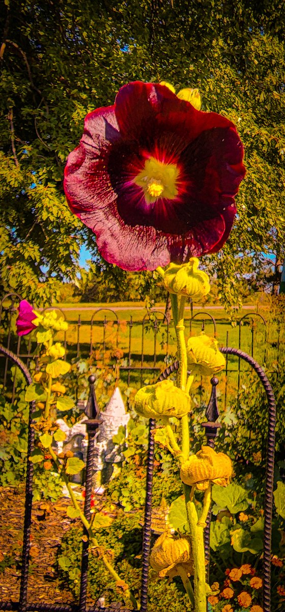 96jazzybear69's tweet photo. Photo: Flowers, Flowers, and more Flowers!
#beautiful #garden #outdoors #flowers #photooftheday #photographer #photography #photographylovers https://t.co/SRGfKDxfZ4