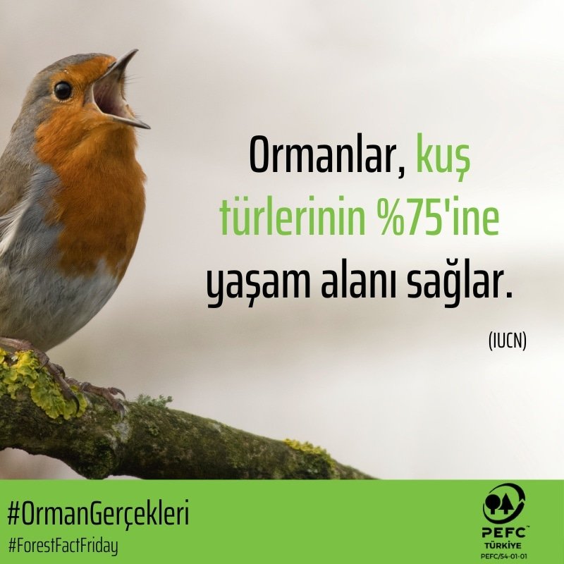 PEFC_Turkiye's tweet photo. Bu rakam, dünyadaki tüm kuş türlerinin %75'ine eşdeğerdir. 

Ormanlarımıza iyi bakalım ki, ormanlar dünyadaki kuşları barındırmaya devam edebilsin.
#ForestFactFriday #birds #forest #weloveforests #OrmanGerçekleri #Ormanlar #Kuşlar #OrmanlarıSeviyoruz  #BiliyorMusunuz #PEFCTürkiye https://t.co/ZUk3Nr8MAy