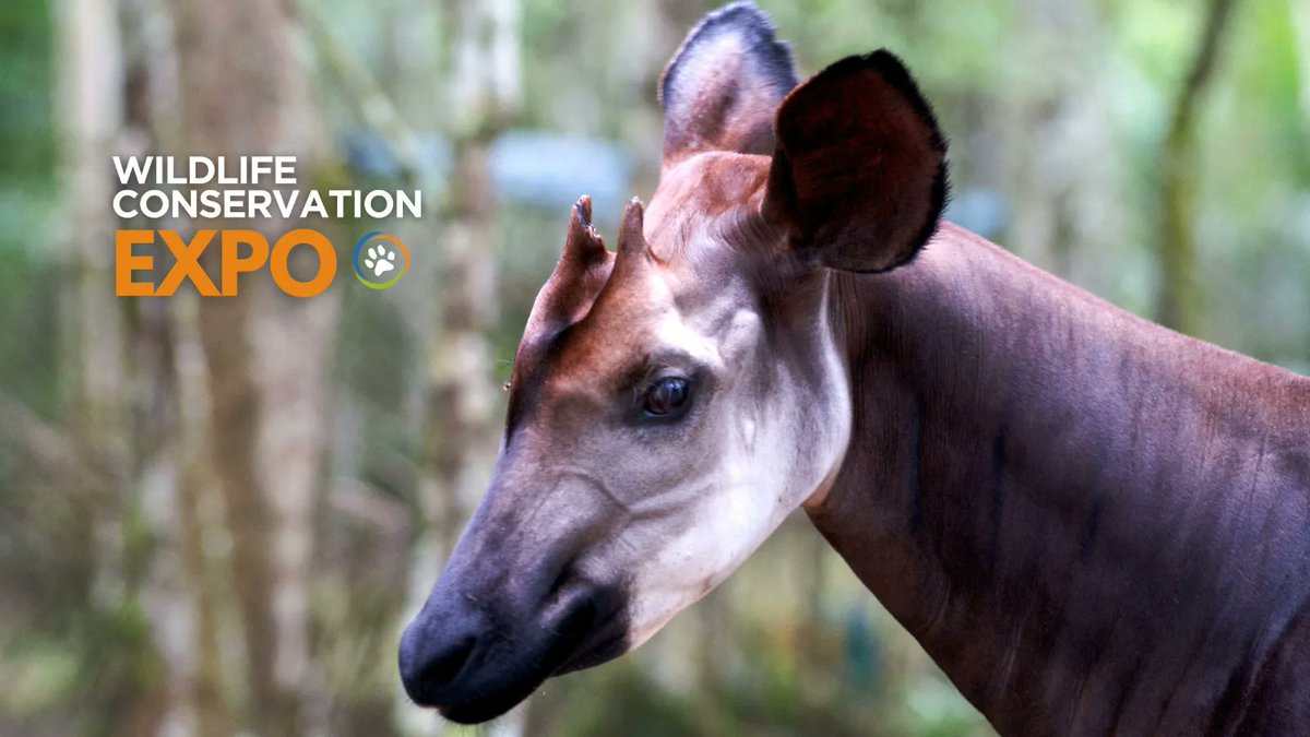 The <a href="/wildnetorg/">Wildlife Conservation Network</a> #WCNExpo is back! Join us on Saturday, October 1, 2022 at 8am PST to kick off a week of virtual opportunities to connect with wildlife conservationists from around the world - all from the comfort of your living room. Register for free at wcnexpo.org