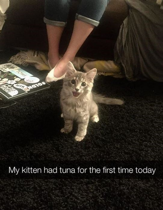 WholesomeMeme's tweet photo. https://t.co/nkyVIQ5UDj