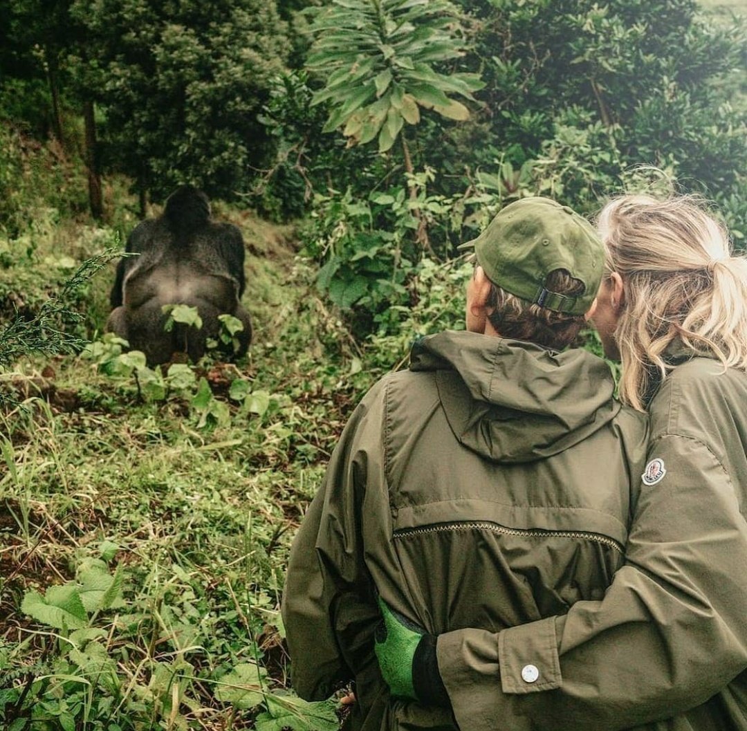 EllenD_FC's tweet photo. Happy World Gorilla Day!🦍❤️

#WorldGorillaDay https://t.co/eJ6LgKhccK