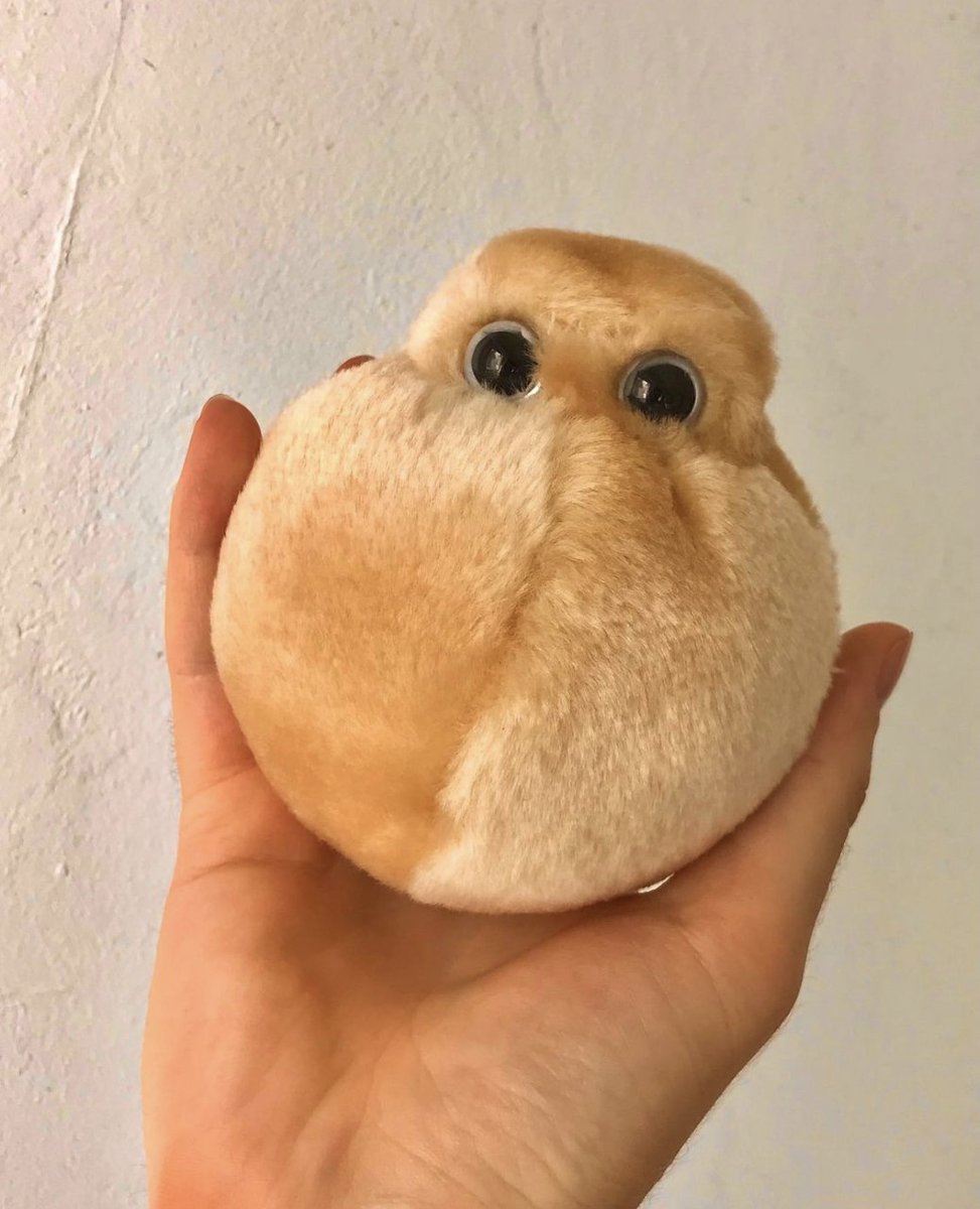 GIANTmicrobes's tweet photo. 😍Meet your new gym buddy & all a-ROUND best pal!😍 #GIANTmicrobes #FatCell is a memorably huggable & the perfect gift for friends, #doctors, #scientists, #nutritionists, #trainers, #educators, fitness & #healthenthusiasts!
Shop now: https://t.co/9UeNS5xGDg
📸 : @lyndon_coleman_ https://t.co/tDapkck2EM