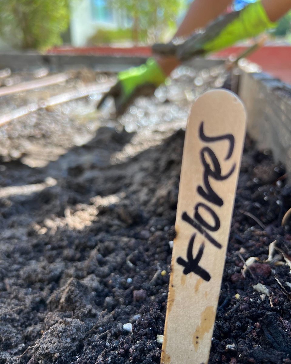 ProjectRoots1's tweet photo. Amazing morning of #volunteering in #Mesa getting the #LocalFirstAZ El Rancho Del Sol Community Garden ready for fall/winter. THANK YOU Arizona Worm Farm for your donations of compost and castings. #community #growyourownfood #gardenbox #wormsoil #MesaAZ #ThankYouVolunteers https://t.co/CUioy8U27S