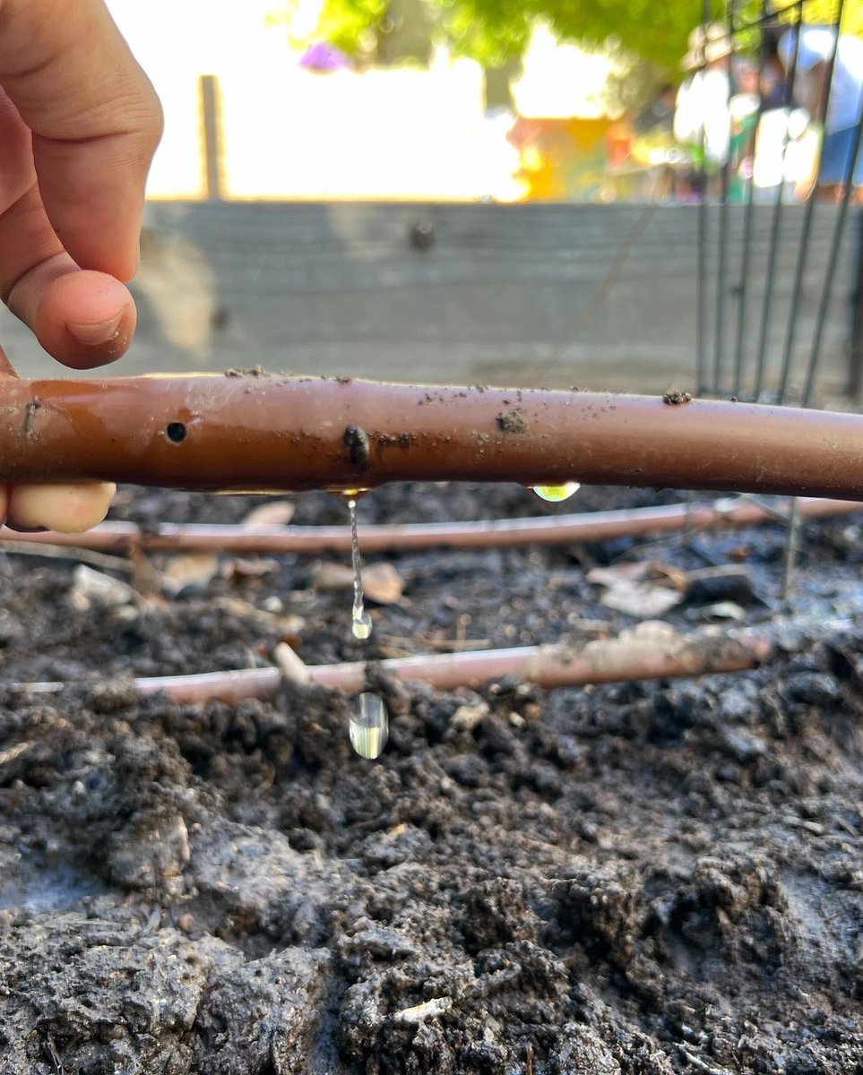 ProjectRoots1's tweet photo. Amazing morning of #volunteering in #Mesa getting the #LocalFirstAZ El Rancho Del Sol Community Garden ready for fall/winter. THANK YOU Arizona Worm Farm for your donations of compost and castings. #community #growyourownfood #gardenbox #wormsoil #MesaAZ #ThankYouVolunteers https://t.co/CUioy8U27S