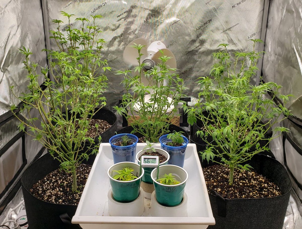 Pyedbryan's tweet image. I just spent 3 hours trimming and watering my hunnies, this was the heaviest trimming I&apos;ve done on them.  I hope by next week they&apos;re outta shock and ready to trellis and start the flowering stage.  🥰