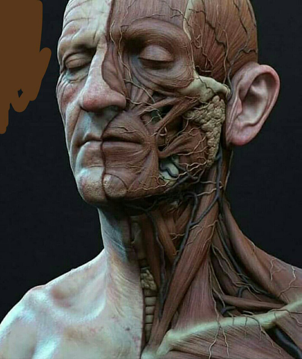 مائة تريليون خلية ، وكل خلية تحوي جسوراً ومصانع ونظام تشفير معقد ، قوام معتدل يدار من قبل ٦٤٠ عضلة ، قلب يعمل منذ عشرات السنوات ليلاً ونهاراً ، في النوم واليقظة ، وبلا توقف ، ولا صيانة خارجية ، لسان مرتبط بالفك بسبعة عشر عضلة ، عقل إذا أردت تقليده تحتاج محطة طاقة نووية.