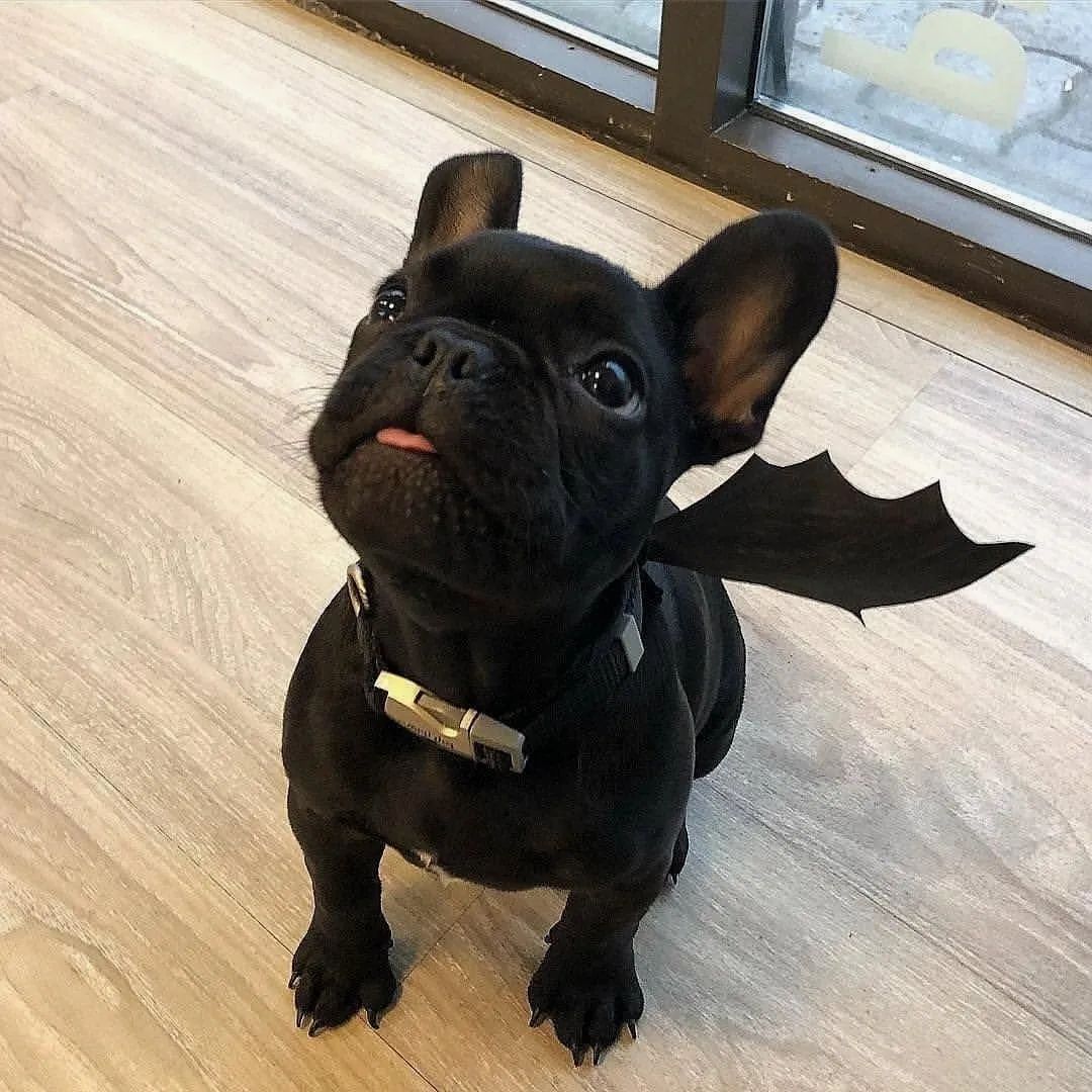 French Bulldog tweet media