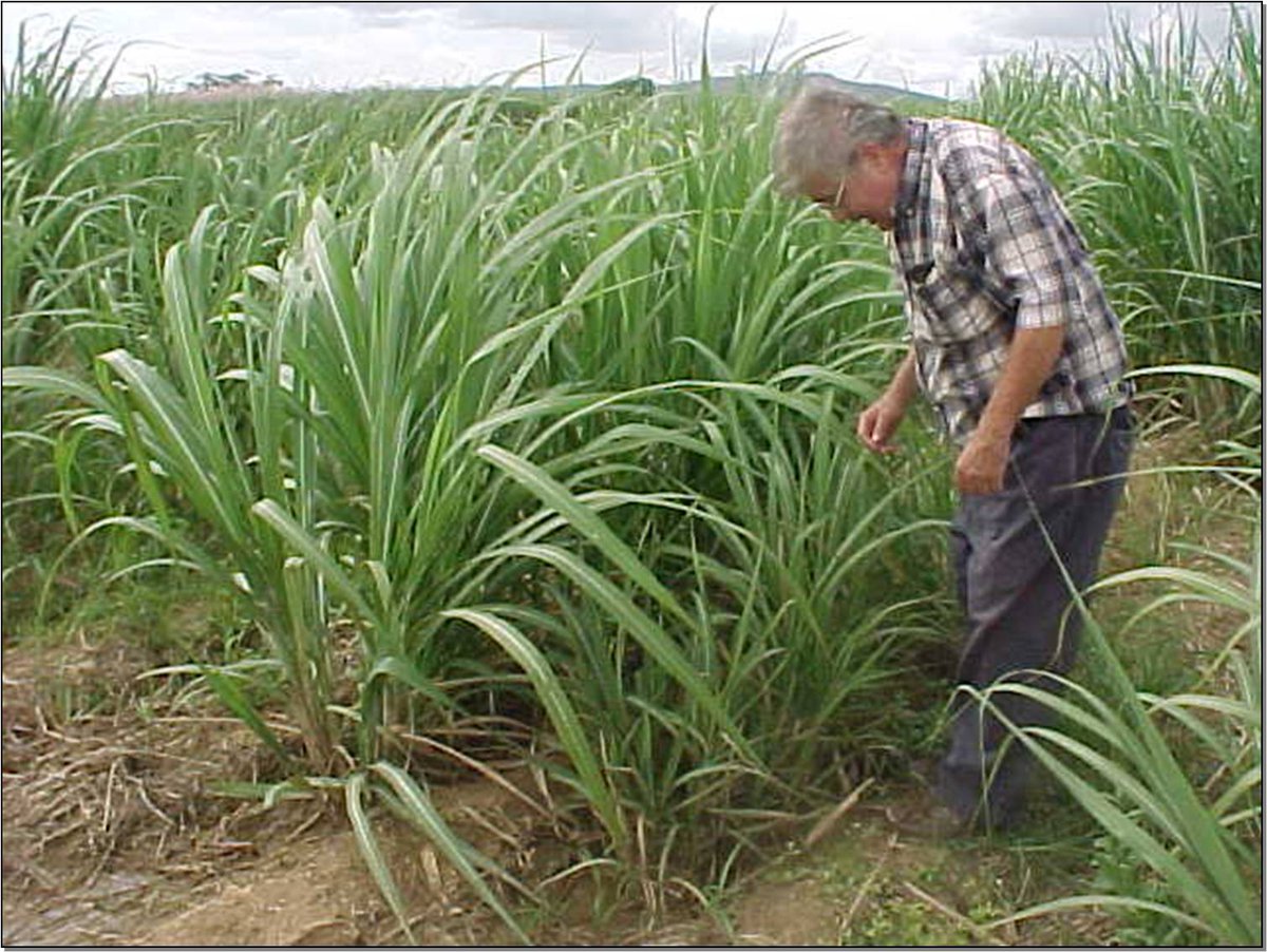 SaccharumVzla's tweet photo. Siete años atrás nos dejó el amigo Herman Alfredo Nass Alvizu, fitopatólogo, ampliamente reconocido por su valioso aporte al cultivo de la #cañadeazúcar.

Les invito a que conozcan más sobre este investigador en el siguiente video homenaje.

#sugarcane
https://t.co/ndBDQaqaJL https://t.co/ZxK12kEbHL