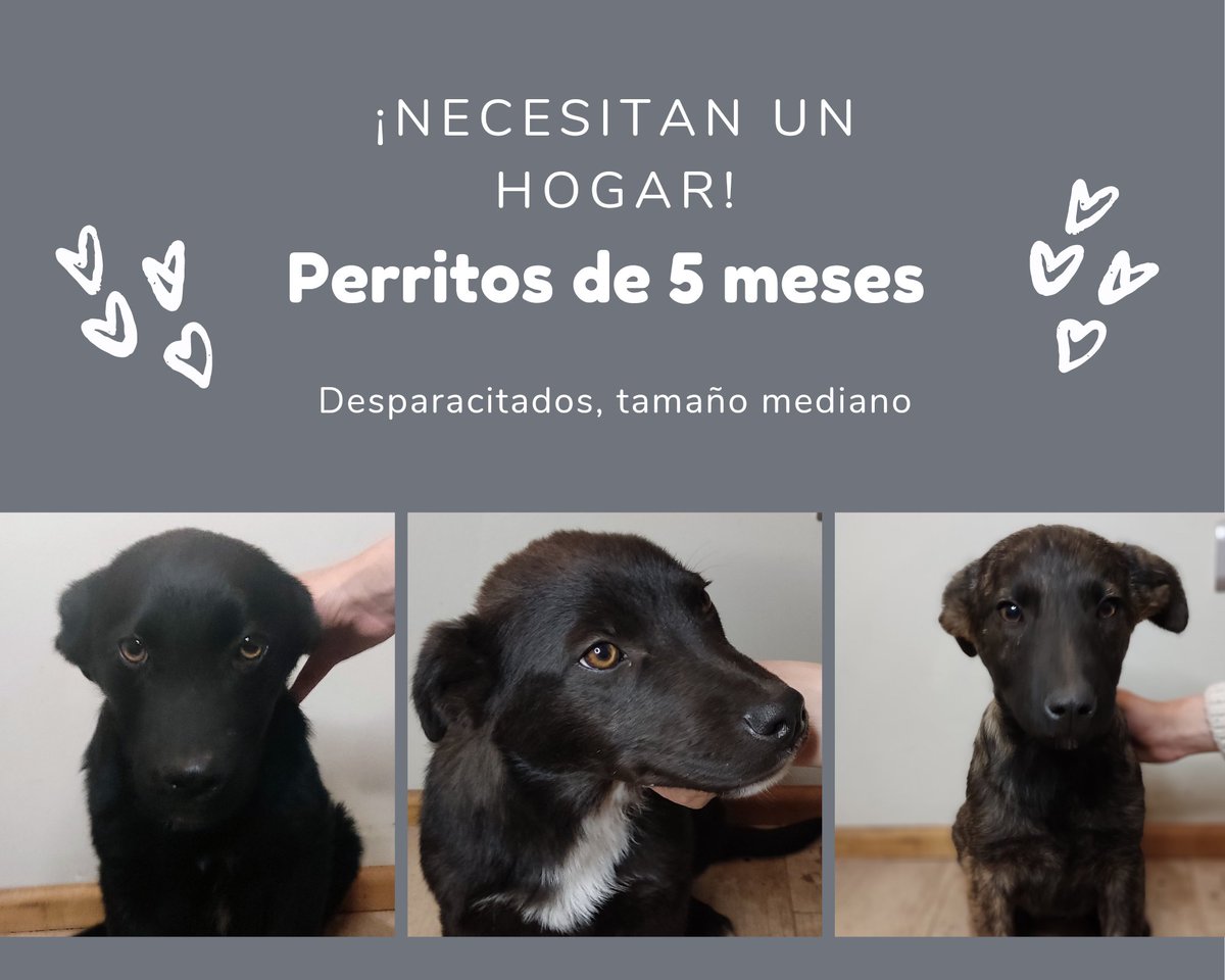 JanisStock's tweet photo. ⭐Lindos perritos en adopción ⭐
[HISTORIA] mamá rescatada desde feria tuvo a 8 cachorrit@s y no hemos podido dar en adopción a los últimos 3. 
Perritos ya tienen 5 meses, están desparasitados y muy bien cuidados. (son machos)
Puedo entregarlos en Buin, alrededores y Stgo. https://t.co/3BLhwPaK4Z