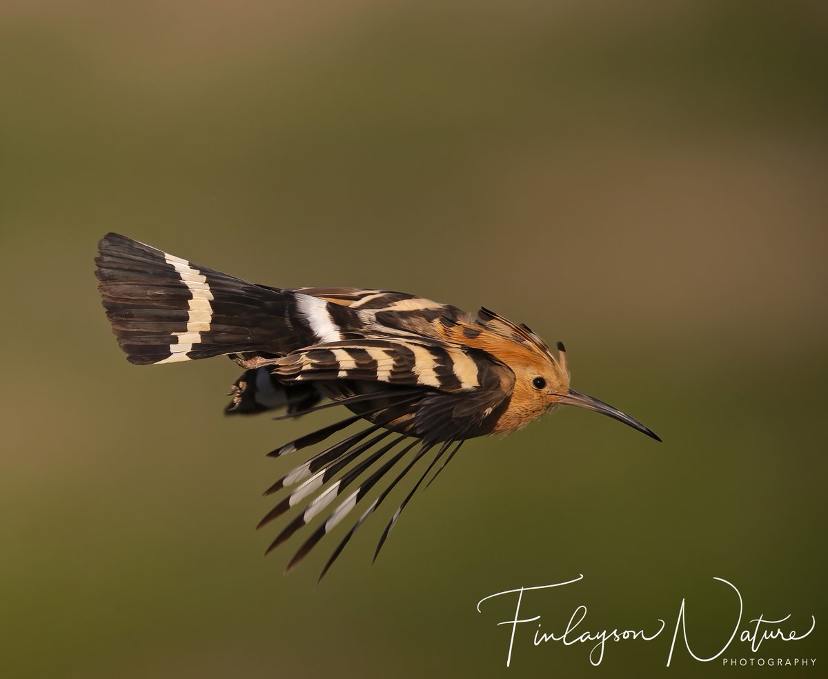 Wonderful Calpe Conference on Bird Migration and launch of our latest book! Great to see local friends and colleagues with a genuine interest and appreciation of birds. Thank you all. @cortes_john @FinlaysonGib @GibGerry @ThinkingGreenGI @GibraltarMuseum @gonhsgib @InfoGibraltar