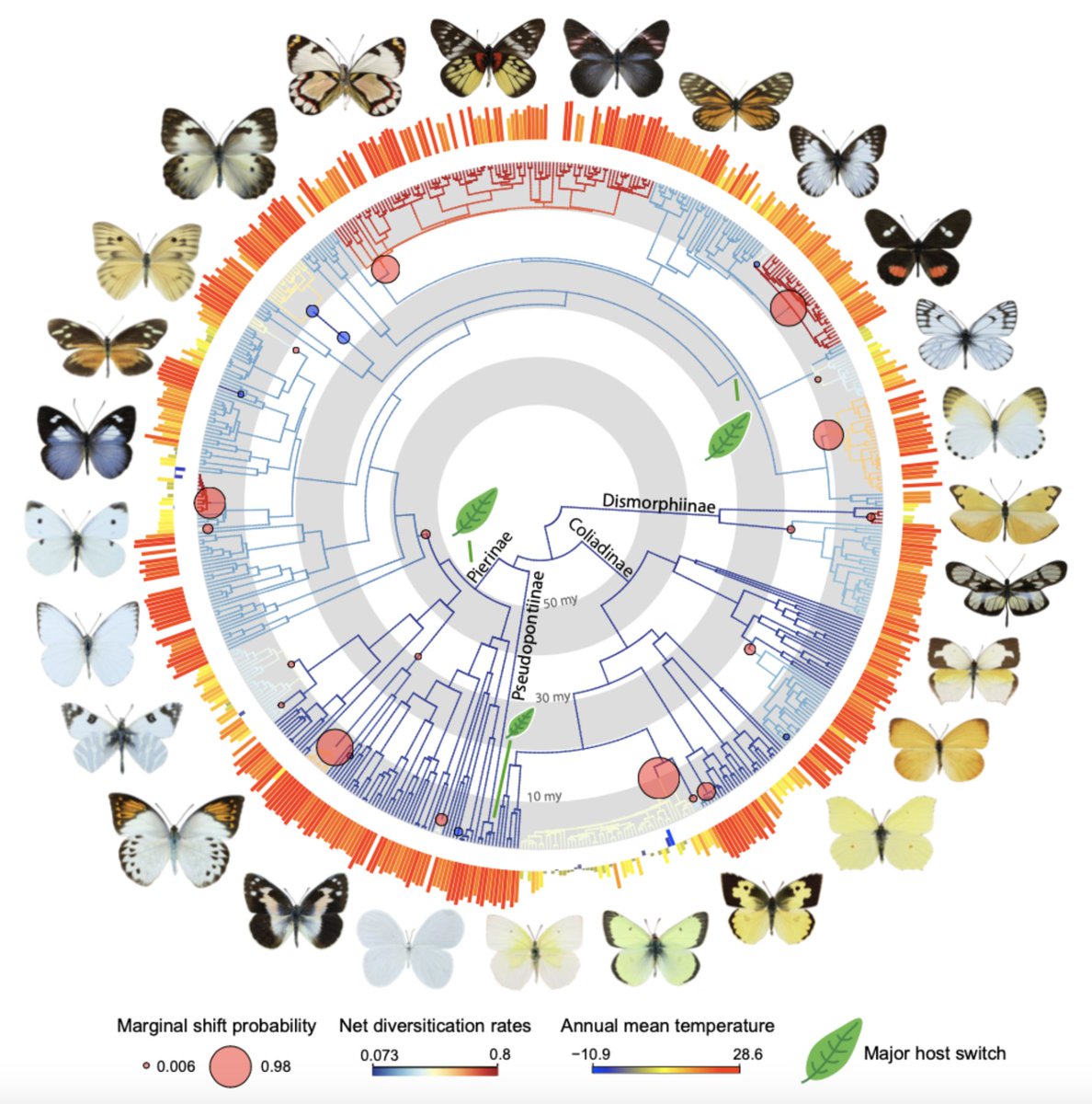 dj_lohman's tweet photo. The @ButterflyNetNSF Pieridae phylogeny is out: 97% of genera &amp; >50% of species! Diversification correlates with temperature. Congrats to @anapscarvalho for leading this with @Dr_Akito and myself. @CCNYBiology @cunyeeb @CCNY_Science @GradCenterBio
https://t.co/NbX2puXhIh https://t.co/ZBiYnRW5GK
