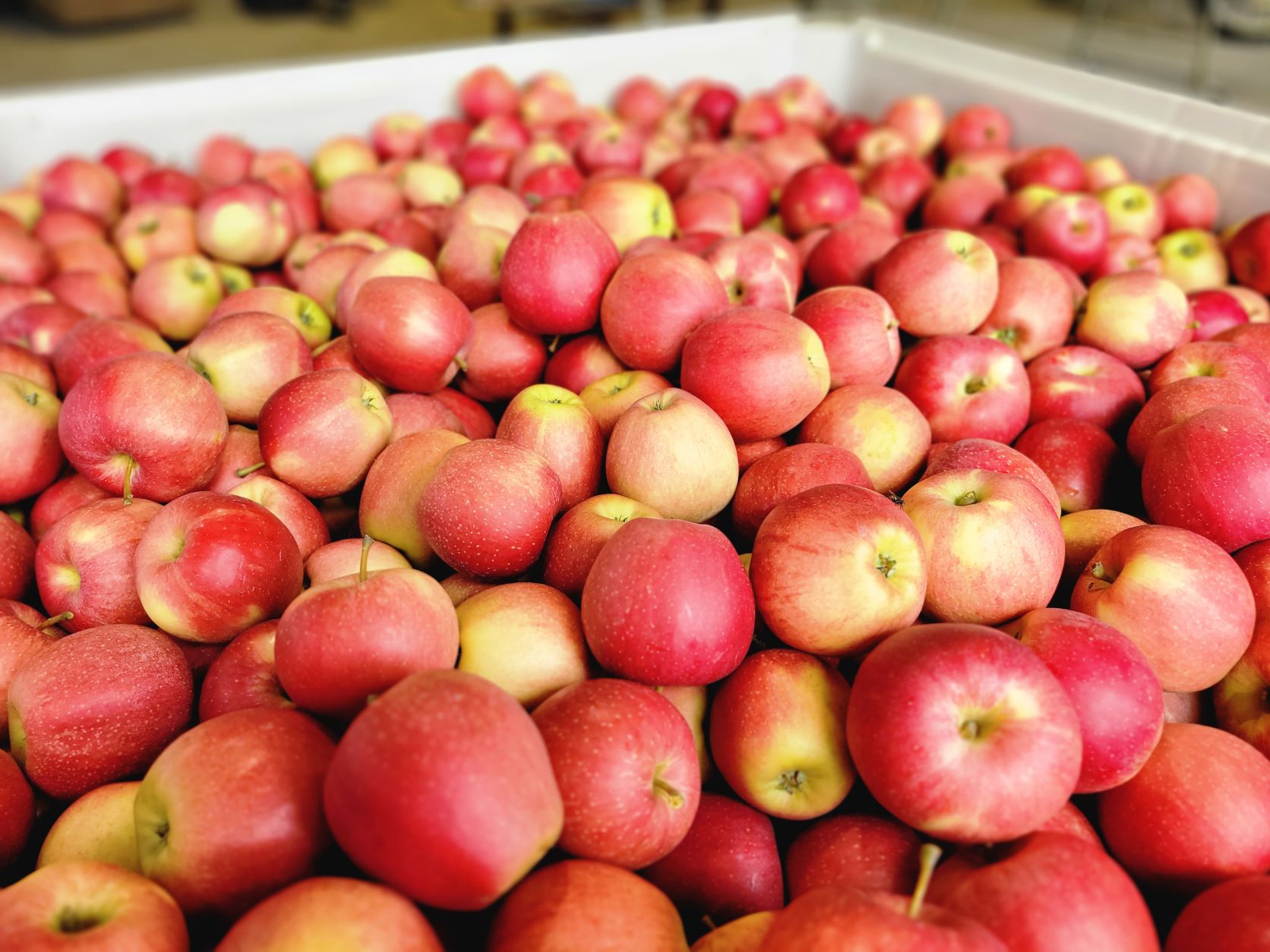ontario-apples-on-twitter-freshly-harvested-apples-in-the-bin-is