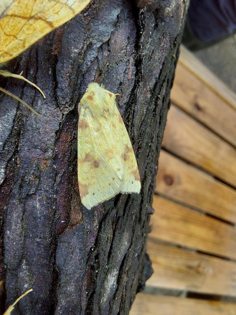 GarybirderNflk's tweet photo. Some lovely autumnalness in the trap last night, with @Sharon22mw @ASchuetzle https://t.co/aeHnQhSfoo