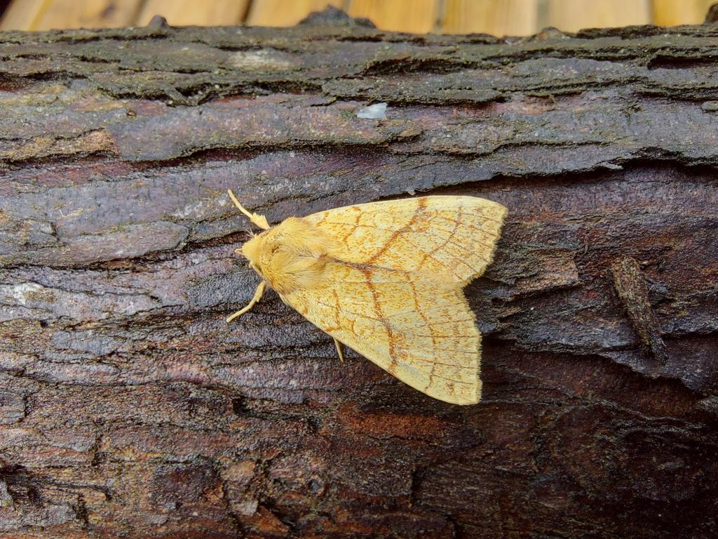 GarybirderNflk's tweet photo. Some lovely autumnalness in the trap last night, with @Sharon22mw @ASchuetzle https://t.co/aeHnQhSfoo