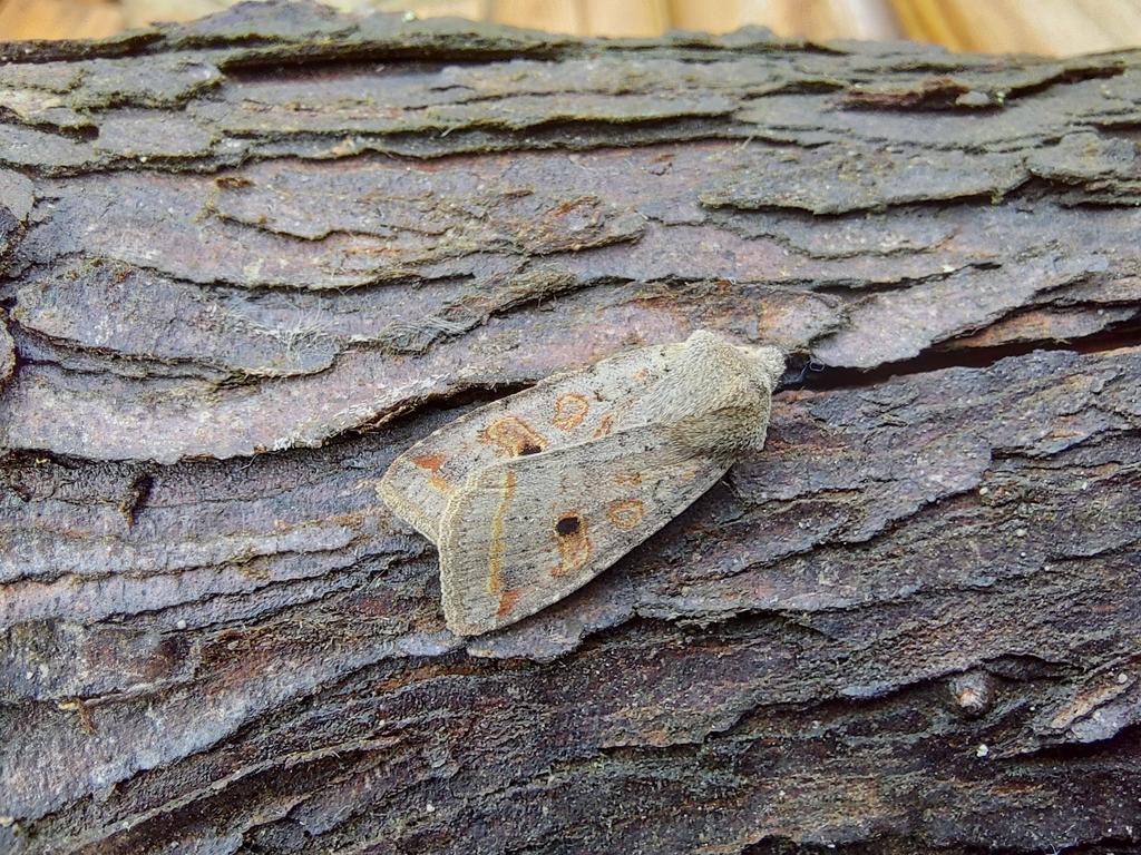 GarybirderNflk's tweet photo. Some lovely autumnalness in the trap last night, with @Sharon22mw @ASchuetzle https://t.co/aeHnQhSfoo