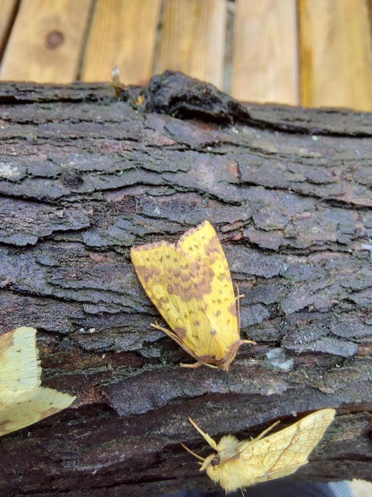 GarybirderNflk's tweet photo. Some lovely autumnalness in the trap last night, with @Sharon22mw @ASchuetzle https://t.co/aeHnQhSfoo