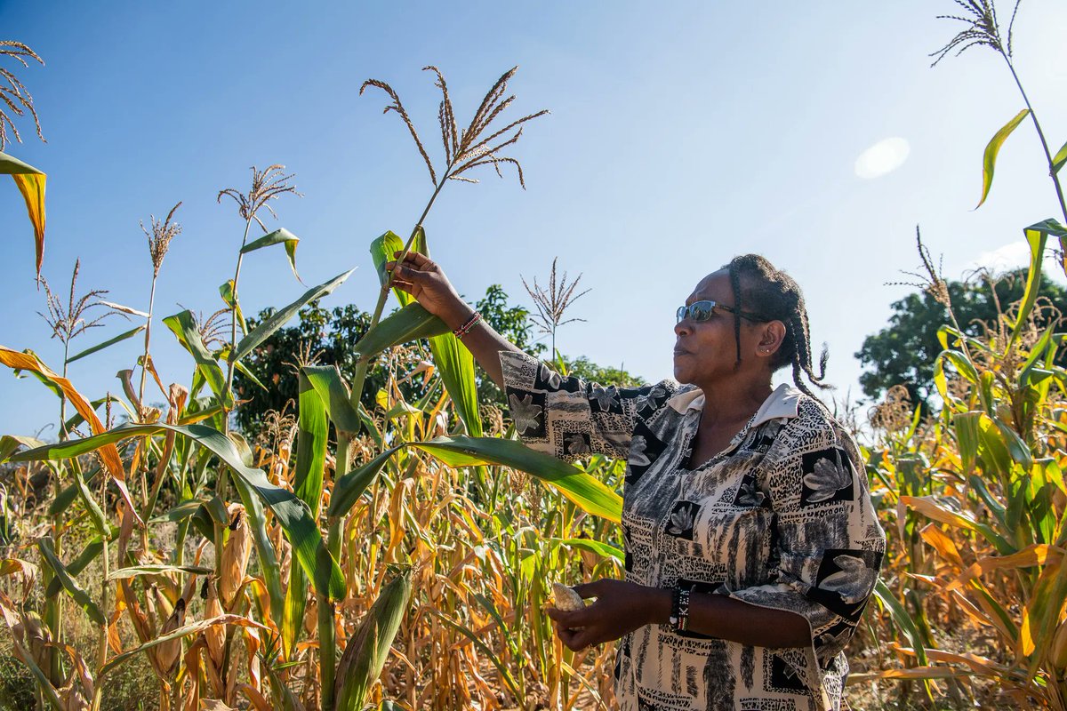 KamiJudy's tweet photo. “How is the world doing?”
This report attempts to answer that. Read it to grasp what the numbers say about the trajectory of human progress, esp as it relates to the #sustainabledevelopementgoals.
https://t.co/W0IxI19ekB | @gatesfoundation https://t.co/WDBvF7ZwME