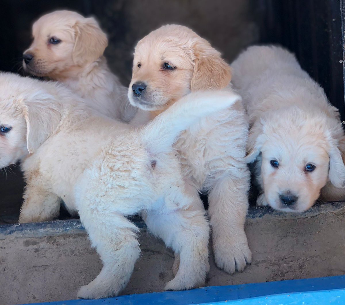 K9puppylove's tweet photo. Golden retriever puppies for sale🐕
7 weeks old⏳️
All vaccinations upto date📃
50000ksh 
Don't forget to like and retweet 😊😊 https://t.co/otqndm3dvY