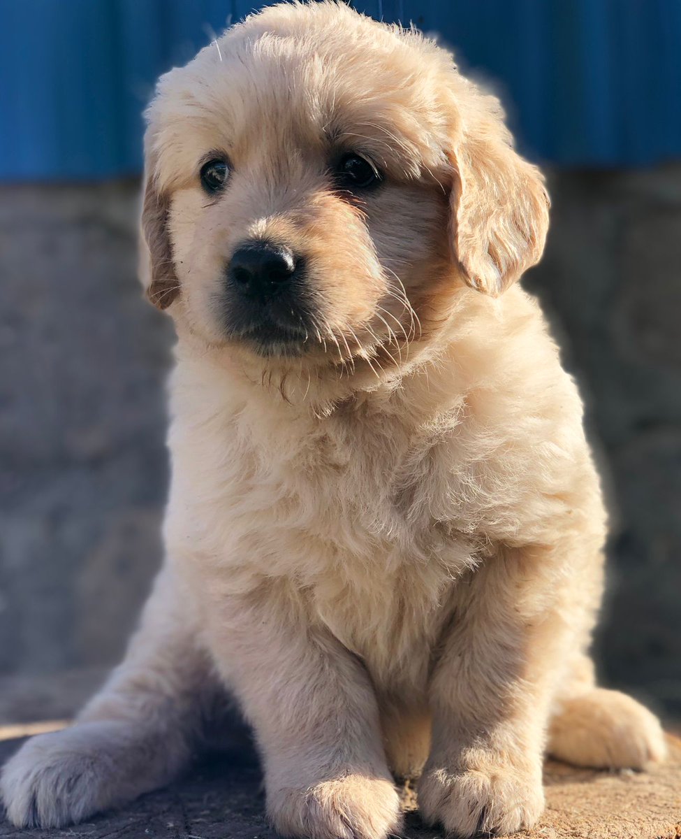 K9puppylove's tweet photo. Golden retriever puppies for sale🐕
7 weeks old⏳️
All vaccinations upto date📃
50000ksh 
Don't forget to like and retweet 😊😊 https://t.co/otqndm3dvY
