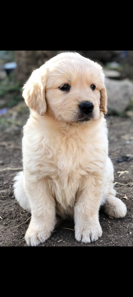 K9puppylove's tweet photo. Golden retriever puppies for sale🐕
7 weeks old⏳️
All vaccinations upto date📃
50000ksh 
Don't forget to like and retweet 😊😊 https://t.co/otqndm3dvY