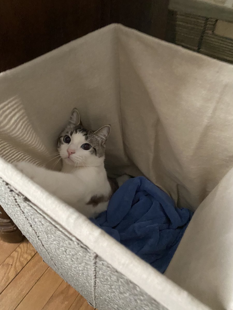 possum_cat's tweet photo. Happy #Caturday, everyone! I’m helping the hoomans with laundry today. #Caturday #CatsofTwittter #Cats #CatsOnTwitter #HelpfulKitty https://t.co/dzktM8ogoc