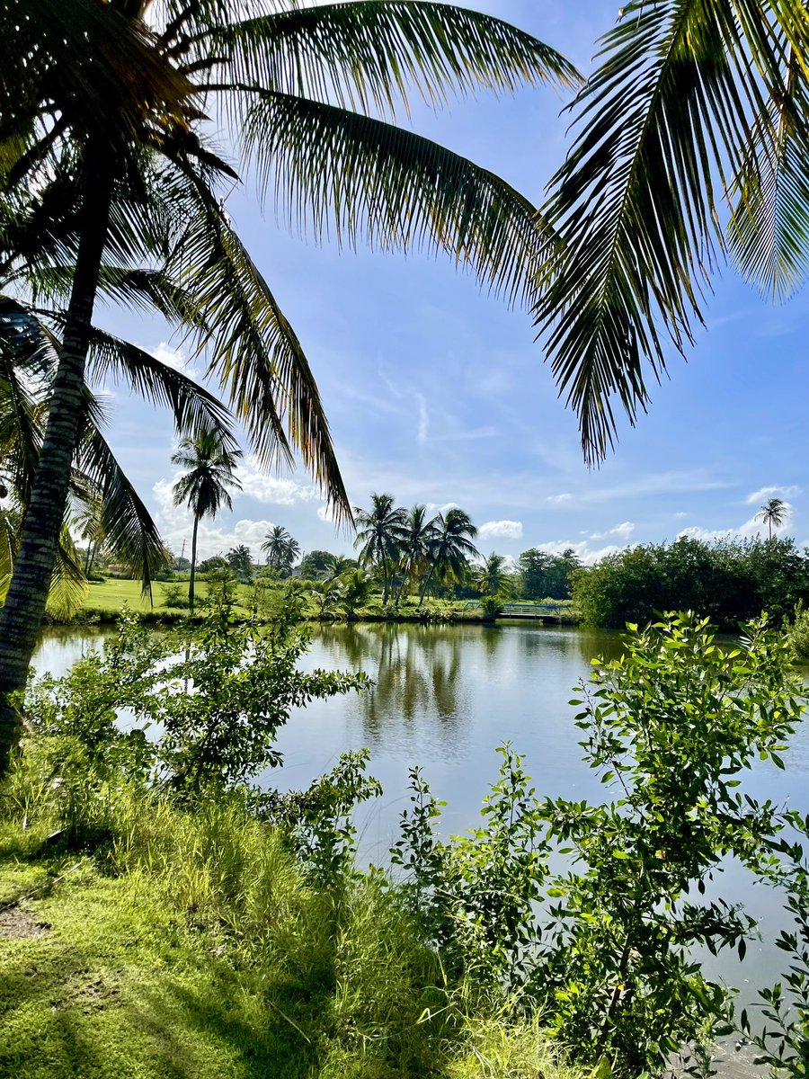 Noel Dávila tweet media