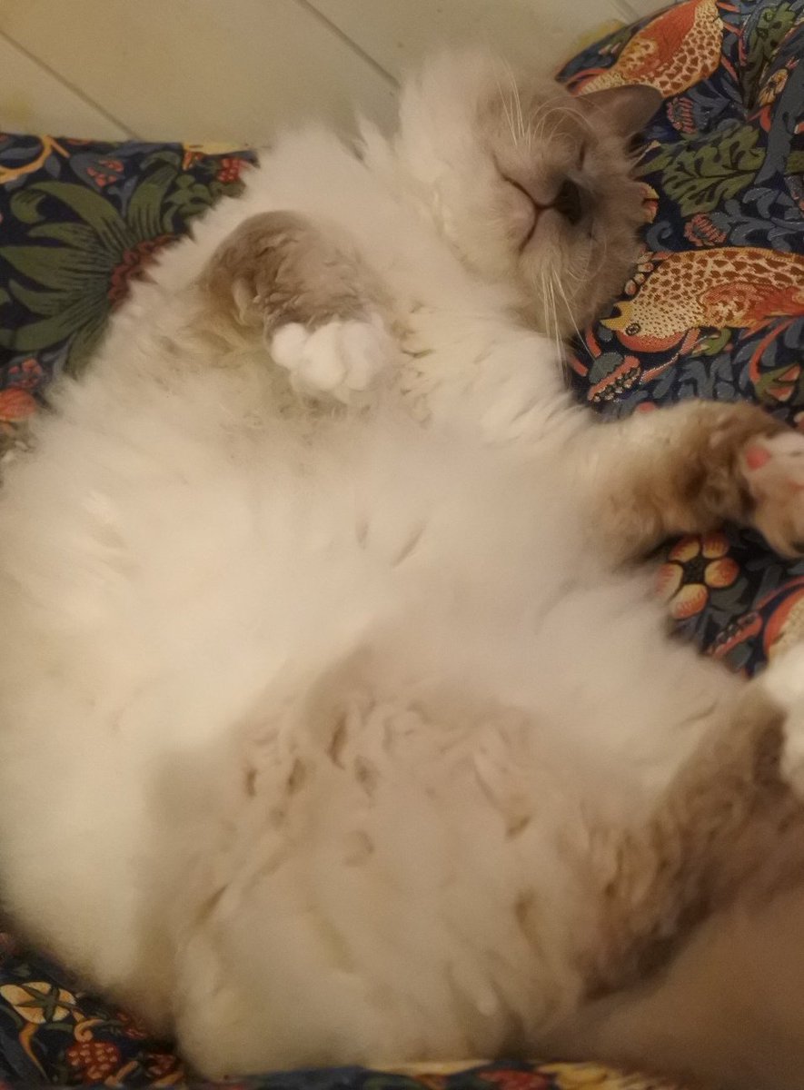 猫音 にゃおん 大阪にある猫カフェ 子猫のへや